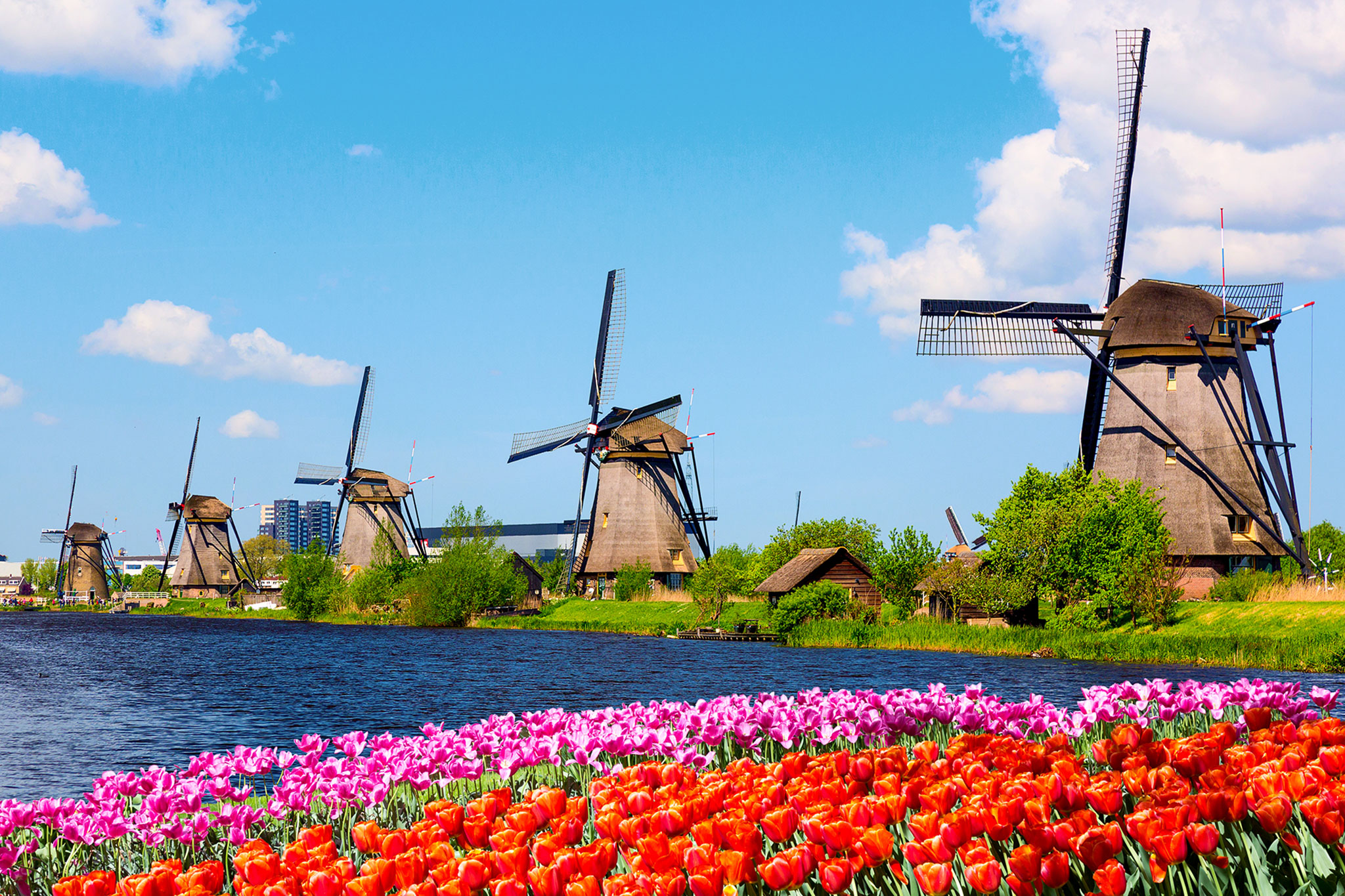 Traditional Dutch windmills line a canal with rows of bright red and pink tulips blooming in the foreground under a clear blue sky.