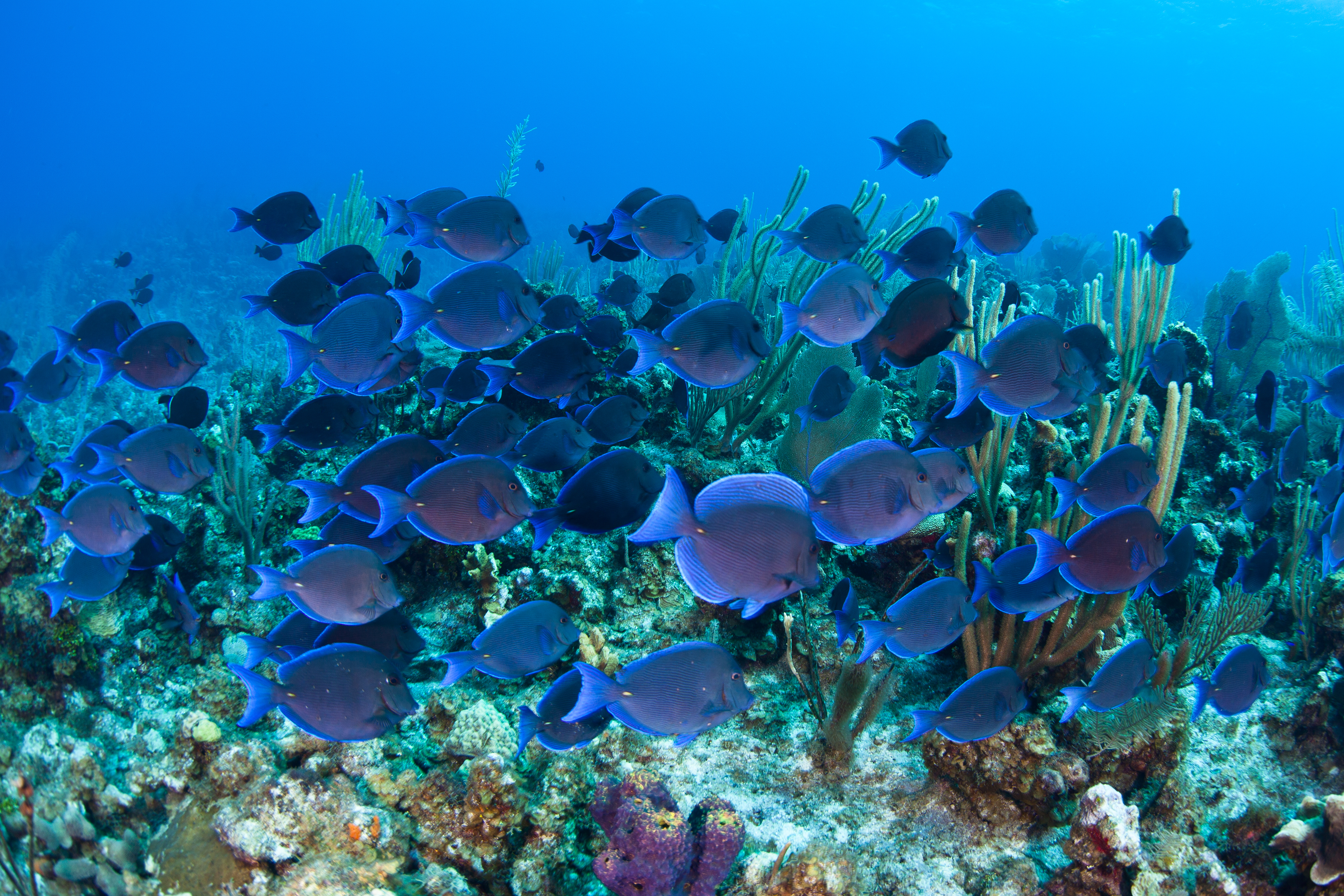 snorkeling Grand Cayman Island