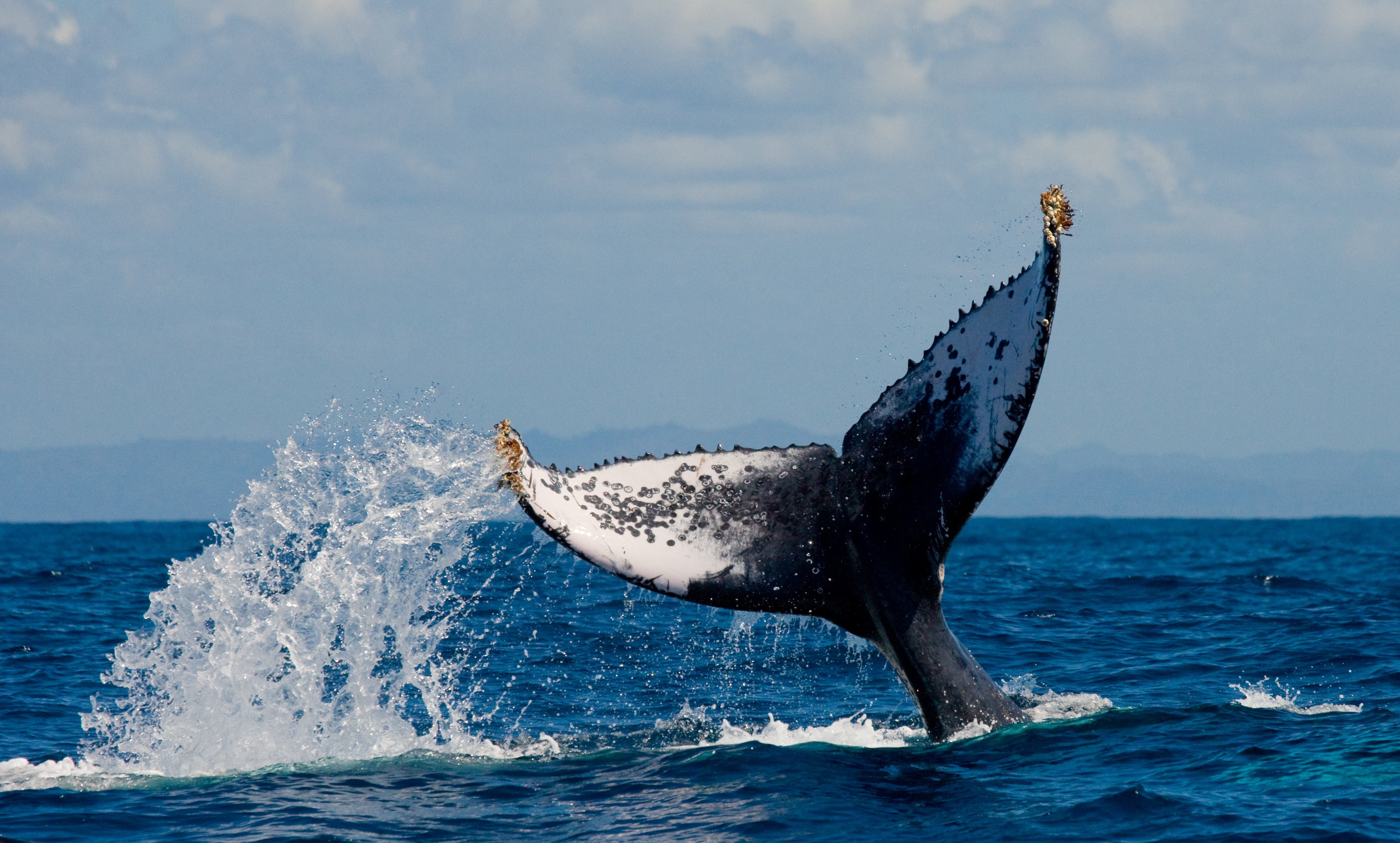 humpback whale tail