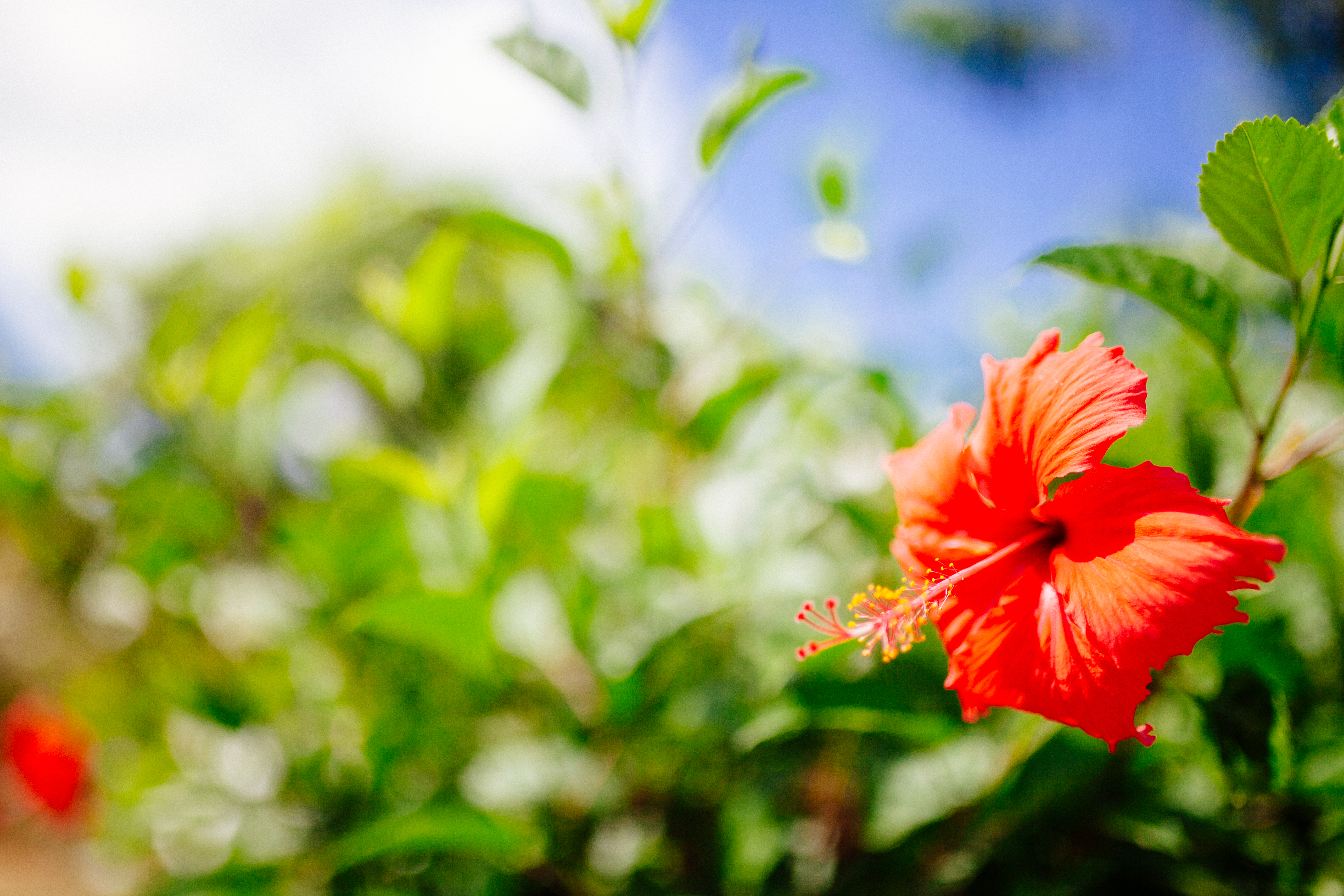 Tahiti Hibiscus