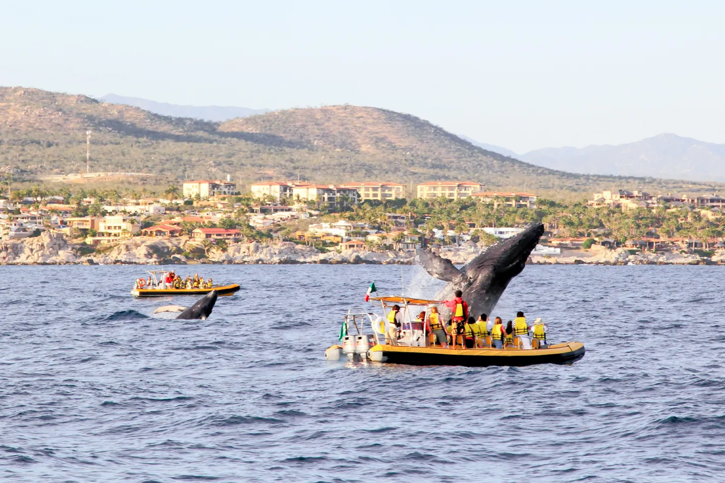 Whale watching in Mexico