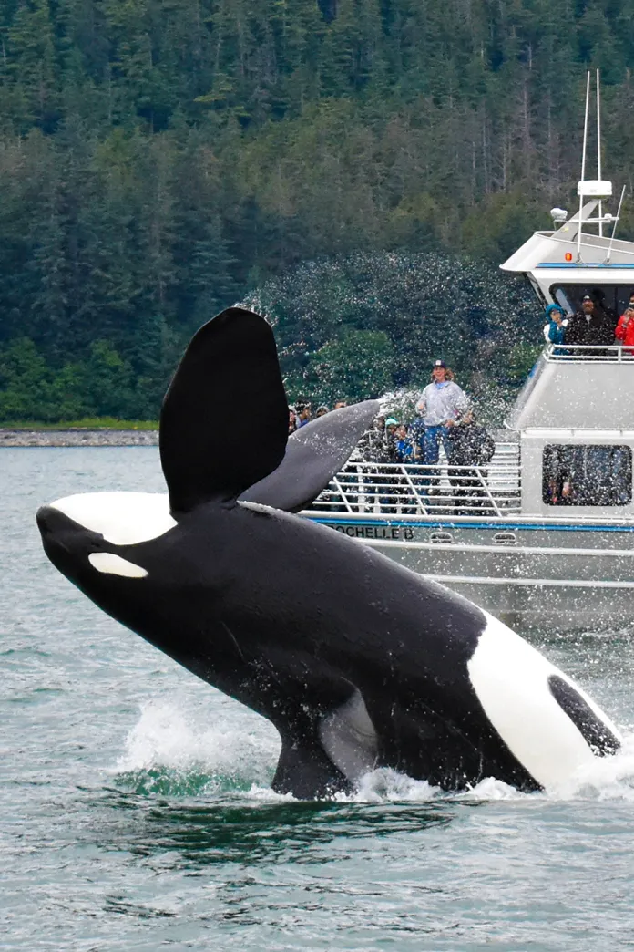Whale breaching