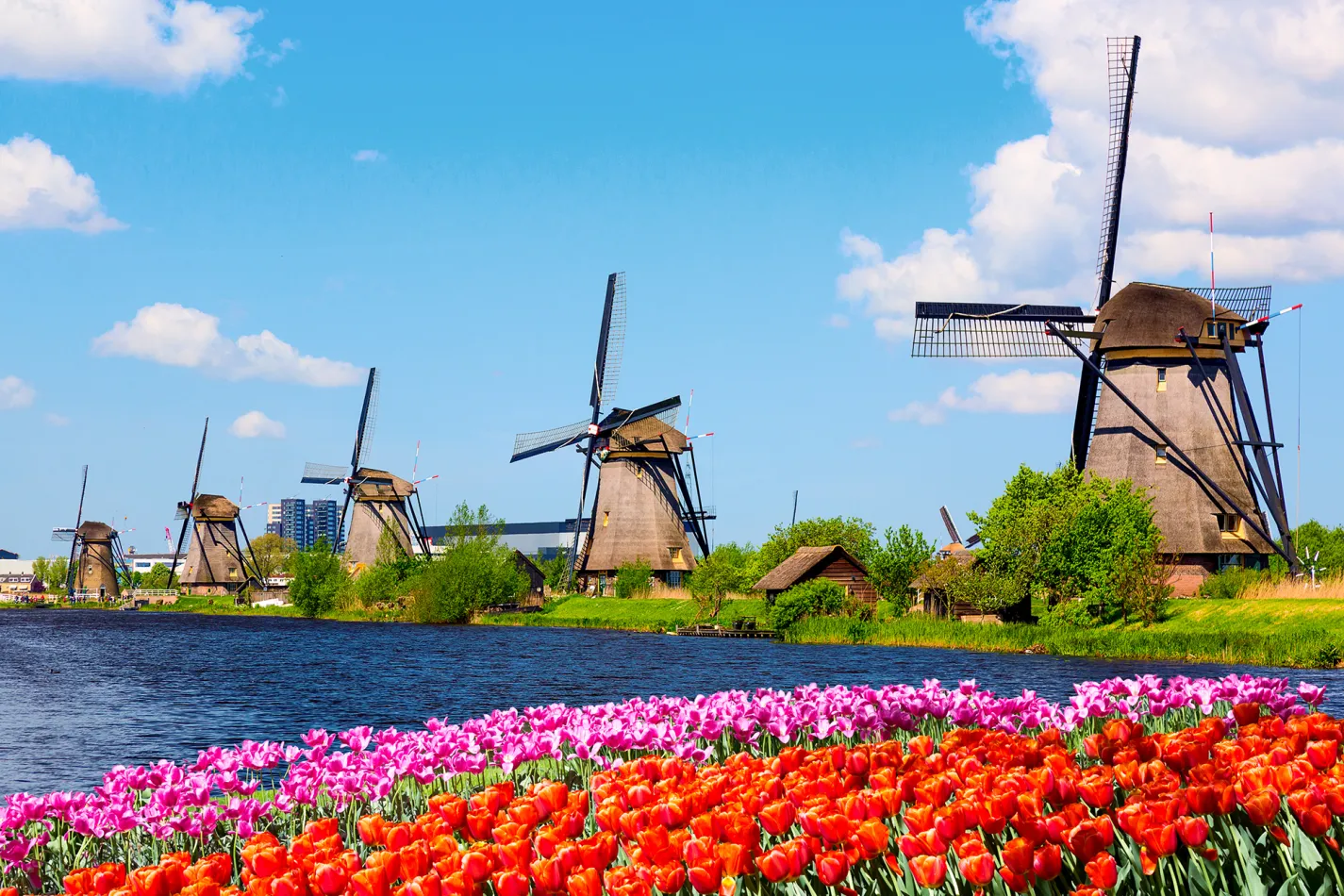Bright red and pink flowers along the water's edge with large windmills in the background