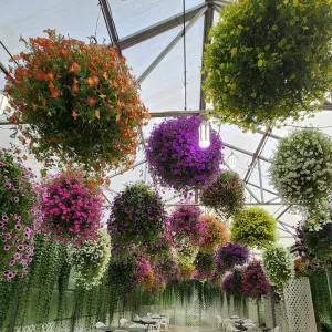 Different types of colorful flowers handing from the ceiling